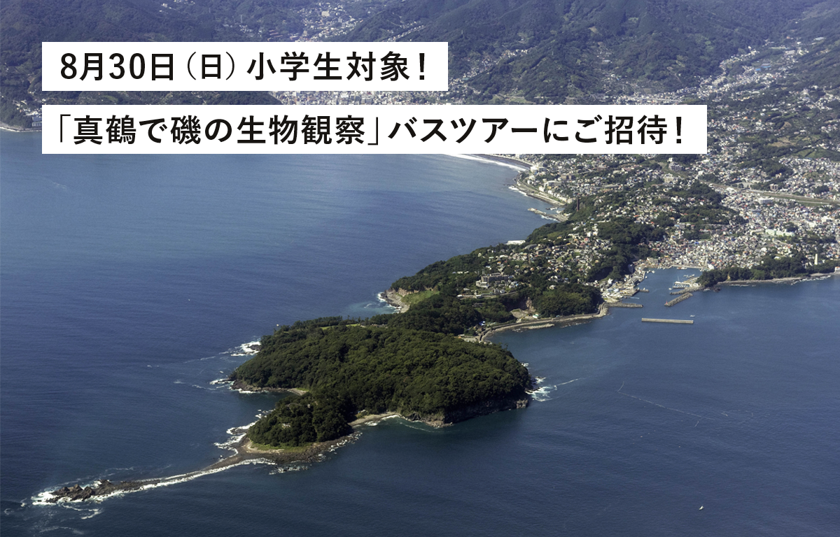 8/30（日） 小学生対象！ 真鶴で磯の生物観察バスツアーにご招待！